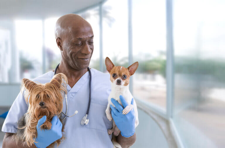 How We Generated 800K+ Entries for an Animal Health Sweepstakes